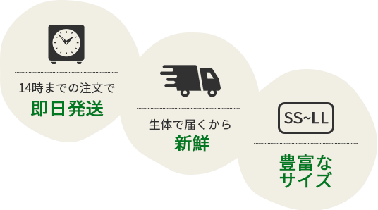 即日発送 新鮮 豊富なサイズ